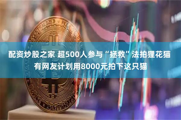 配资炒股之家 超500人参与“拯救”法拍狸花猫 有网友计划用8000元拍下这只猫