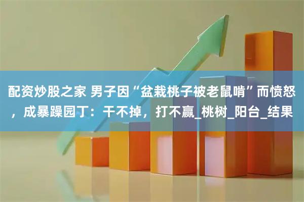 配资炒股之家 男子因“盆栽桃子被老鼠啃”而愤怒，成暴躁园丁：干不掉，打不赢_桃树_阳台_结果